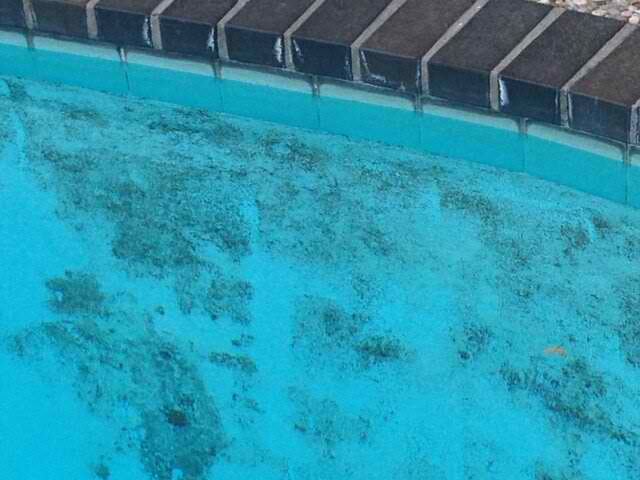 Black Algae In Pool