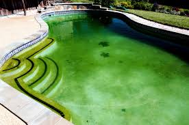 green algie in pool